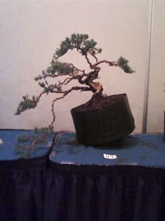J Roth bonsai GSBS member collection 2010